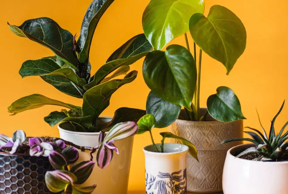 Plantas de interior